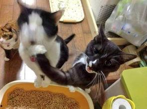 吃瓜天堂爆料黑料喵小吉