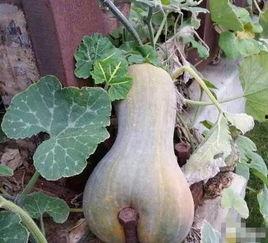 一个人玩b吃瓜黑料,B吃瓜黑料背后的真相与影响